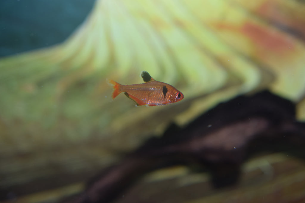 Serpae Tetra