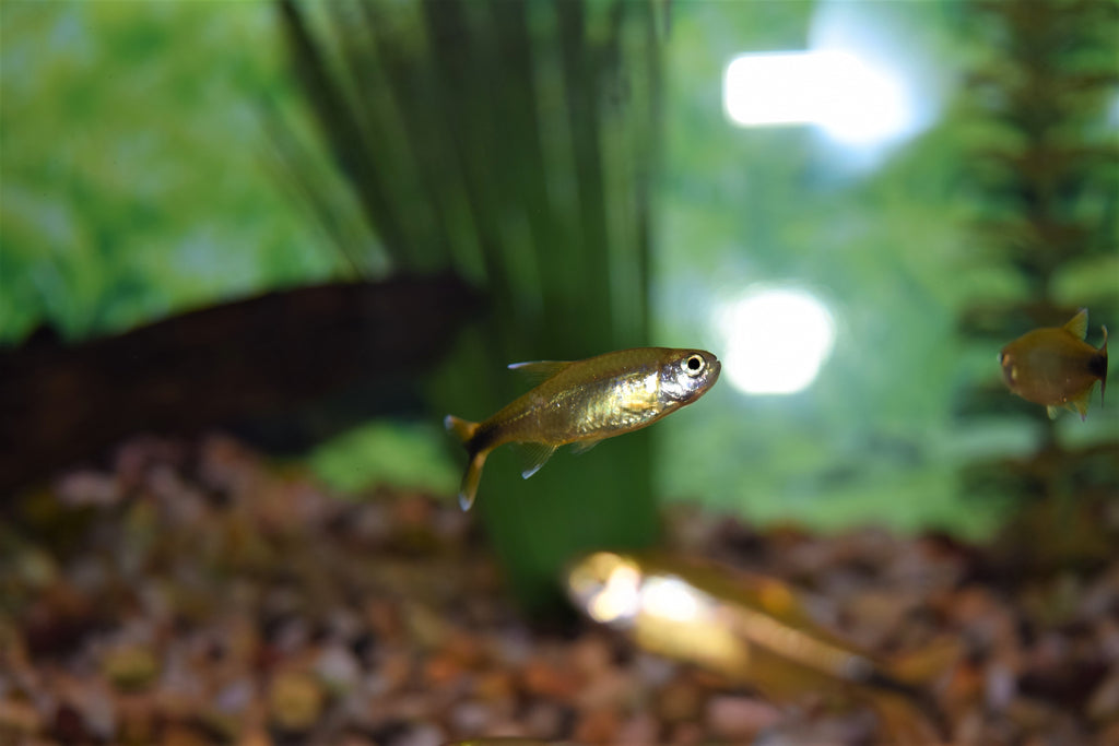 Silver Tip Tetra
