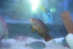 Slingjaw Wrasse