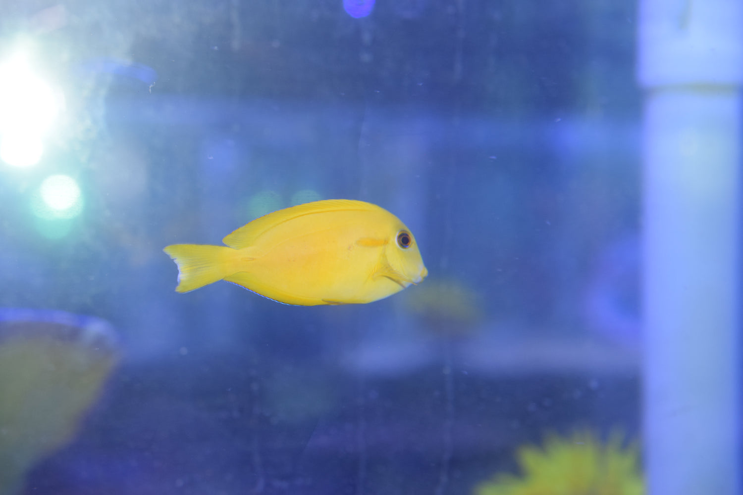 Orange Shoulder Tang