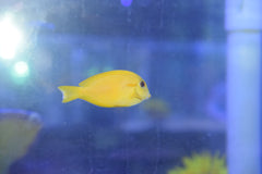 Orange Shoulder Tang