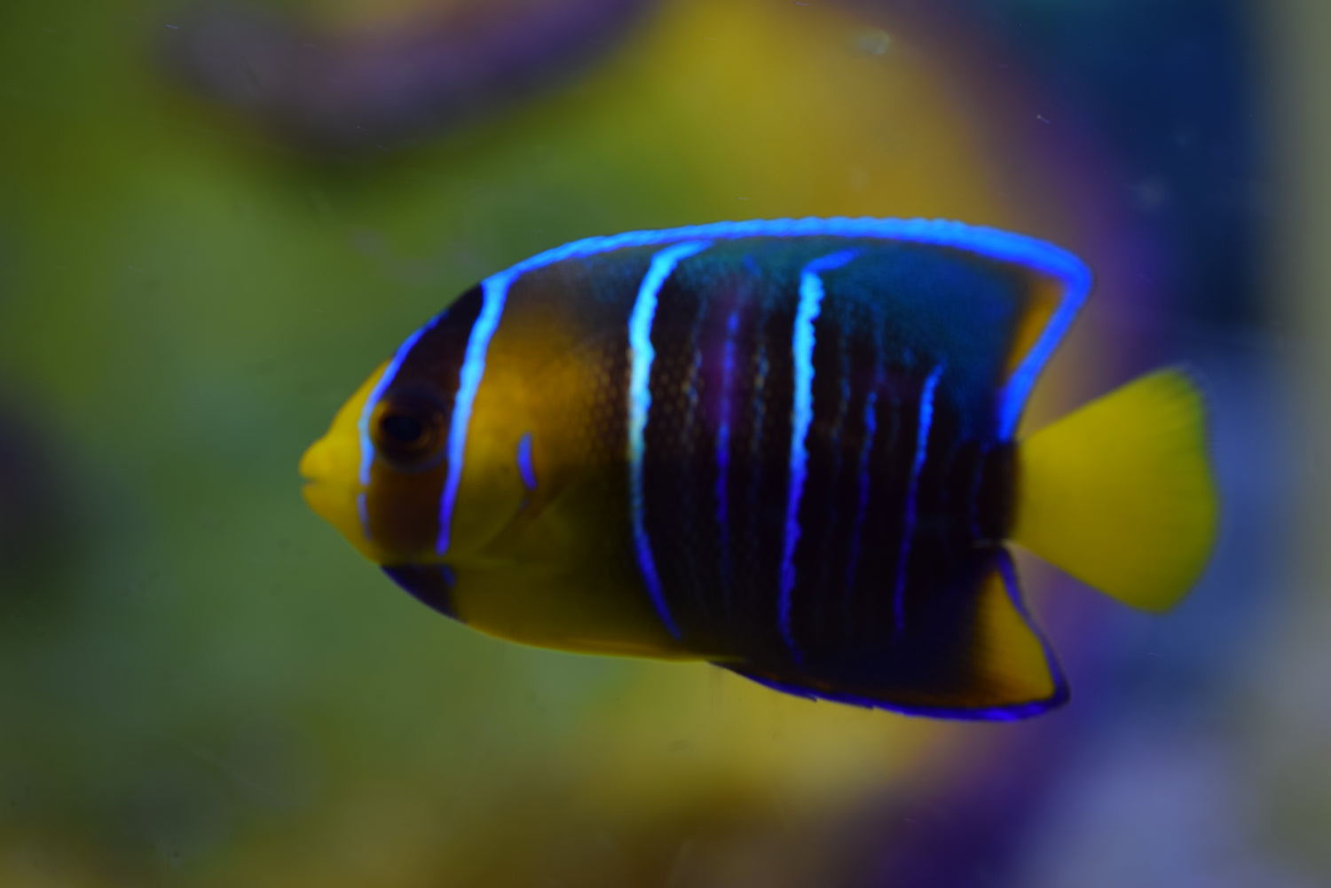 Blue Angel