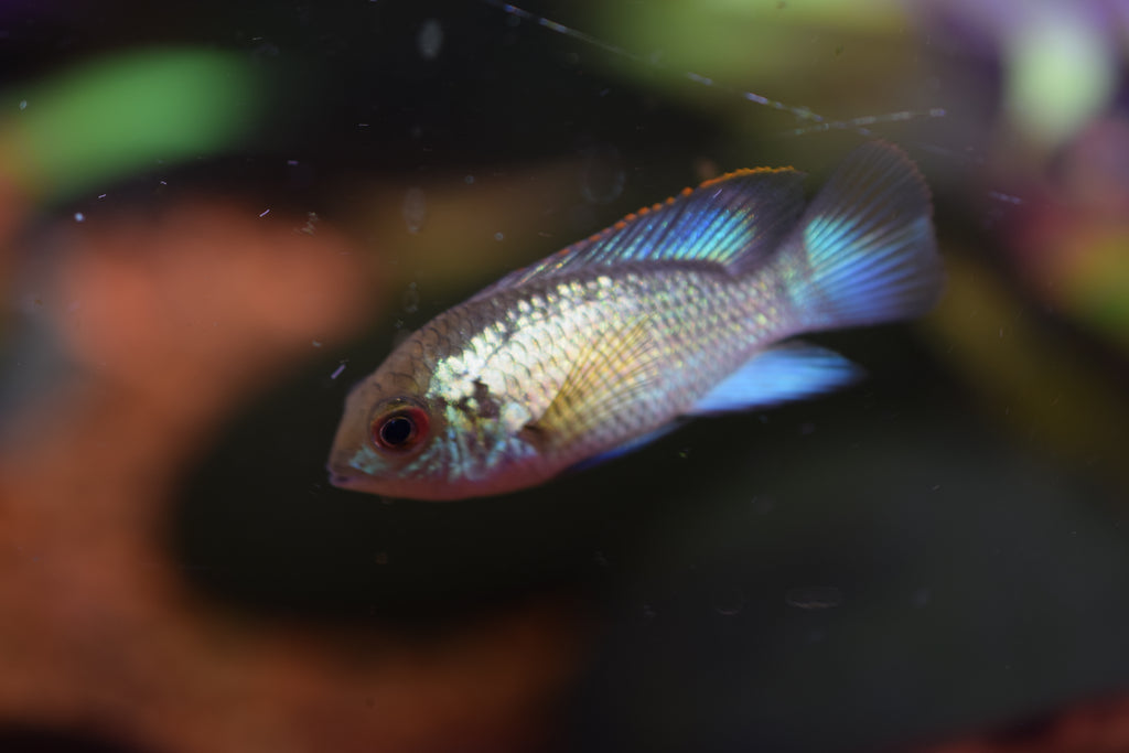 Electric Blue Acara