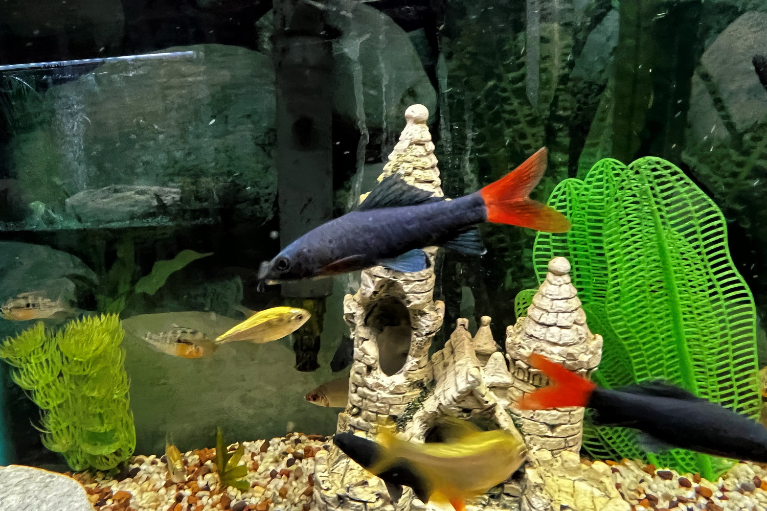 Redtail Shark