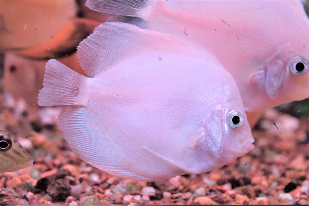 Snow White Discus