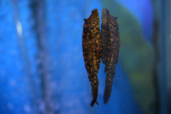 Gibbiceps Pleco