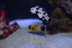 Black Storm Clown Pair (Aquacultured)