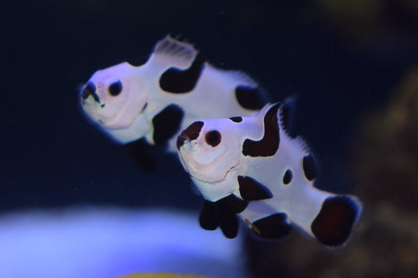 Black Storm Clownfish (Aquacultured)