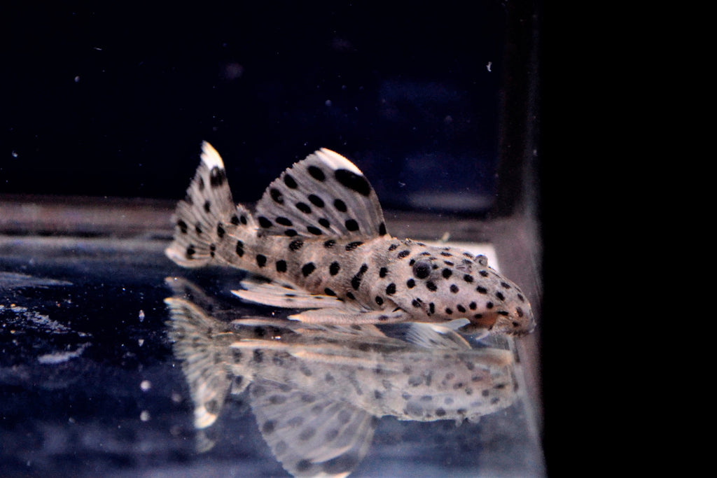 Sultan Pleco L264
