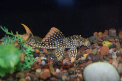 Aureatus Sunshine Pleco (L-014)