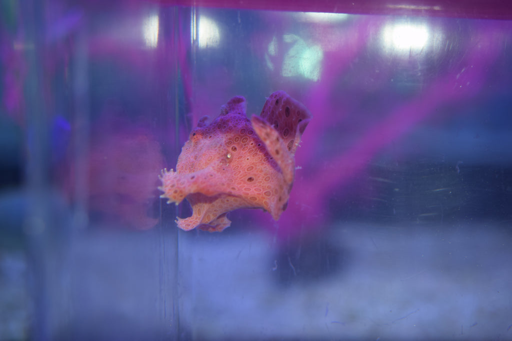 Super Red Angler