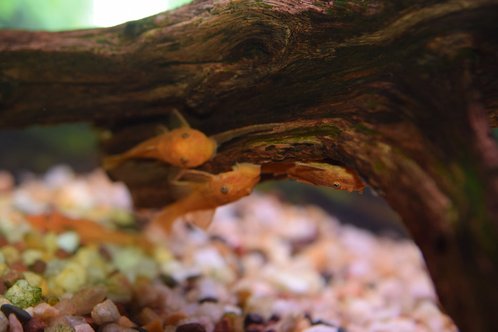 Super Red Bushynose