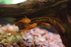 Super Red Bushynose