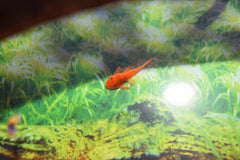 Super Red Bushynose