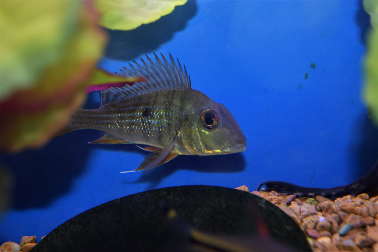 Geophagus surinamensis