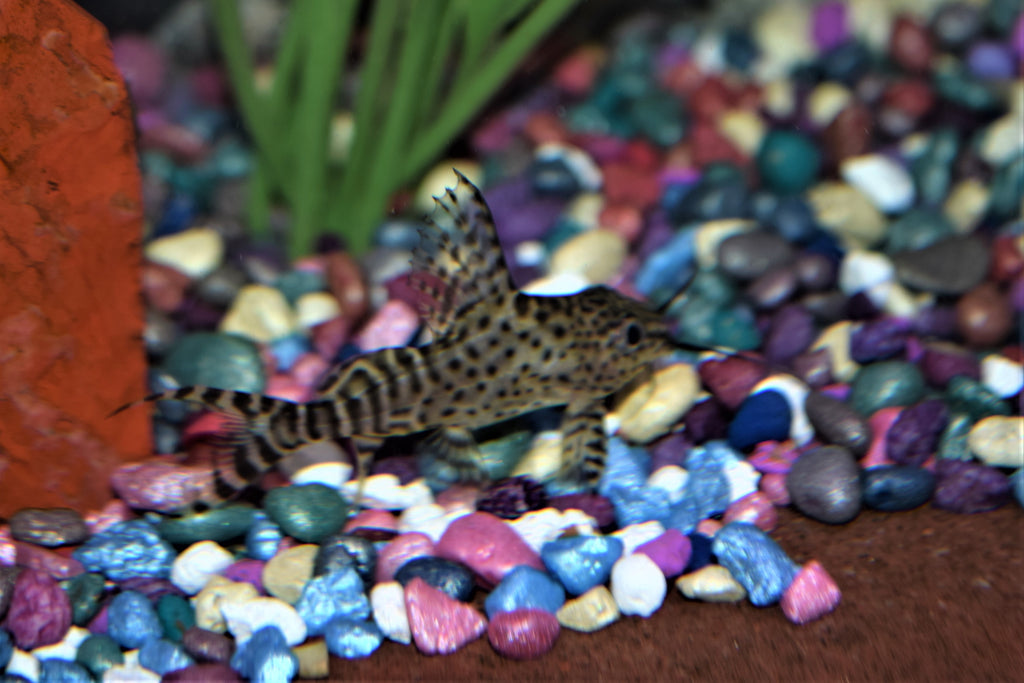 Synodontis eupterus