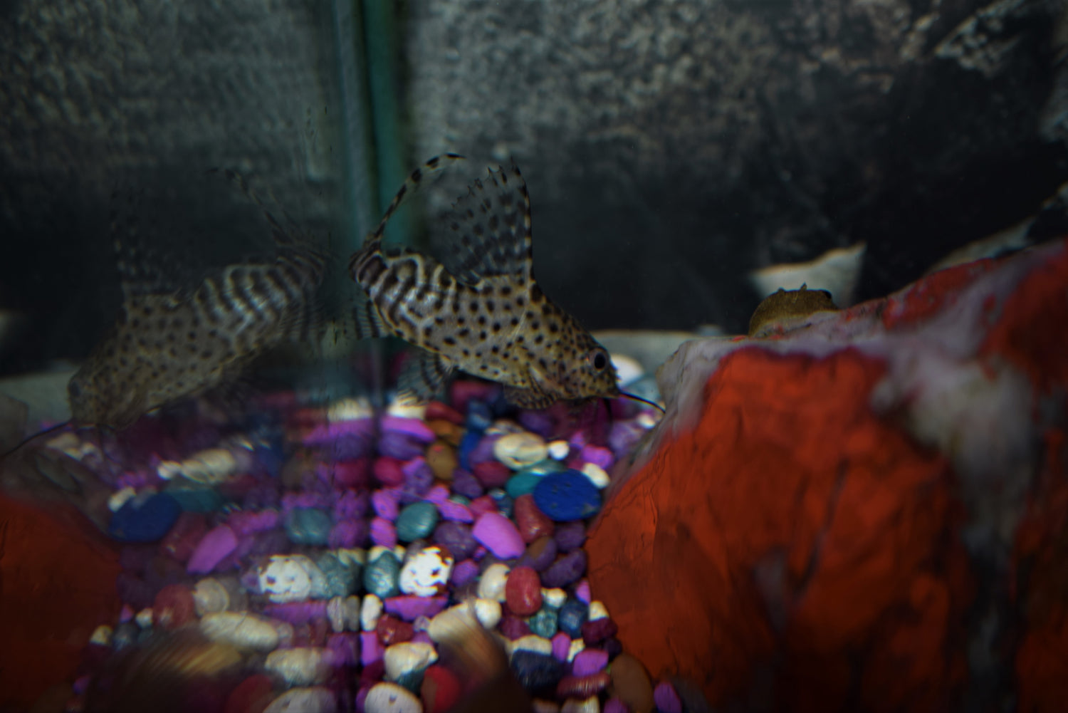 Synodontis eupterus