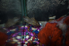 Synodontis eupterus