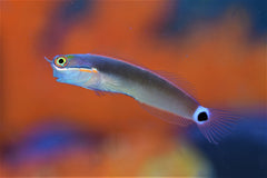 Tailspot Blenny