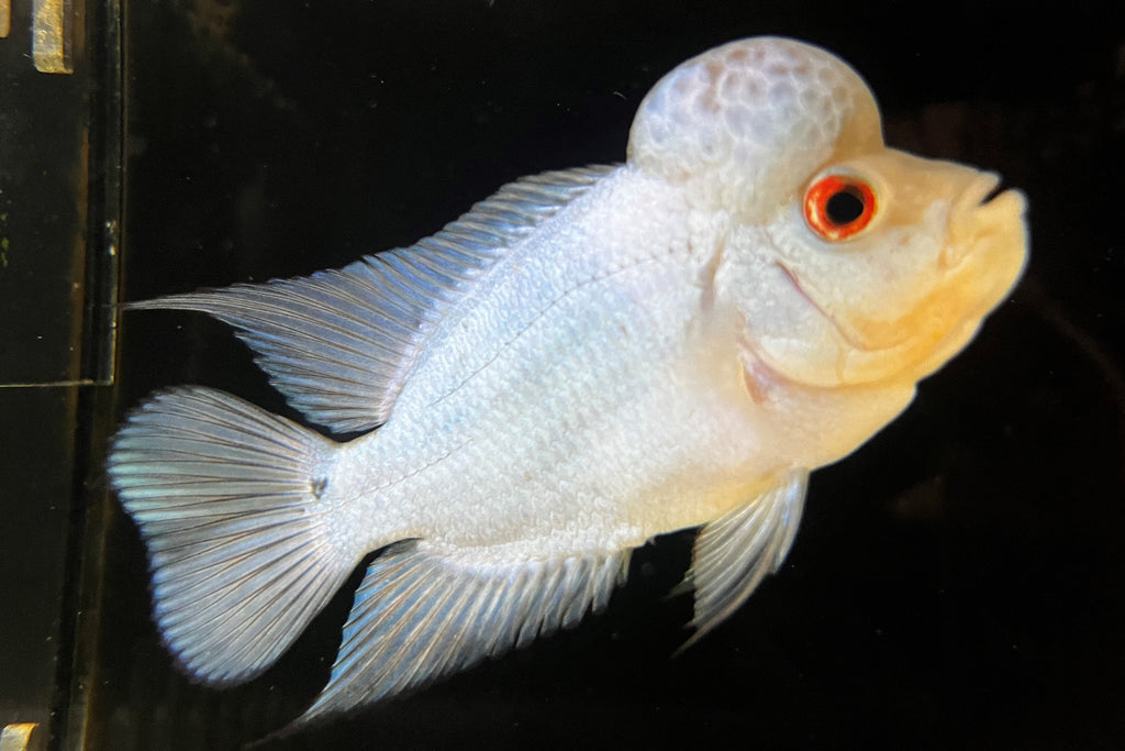 Thai Silk Flowerhorn (Male)