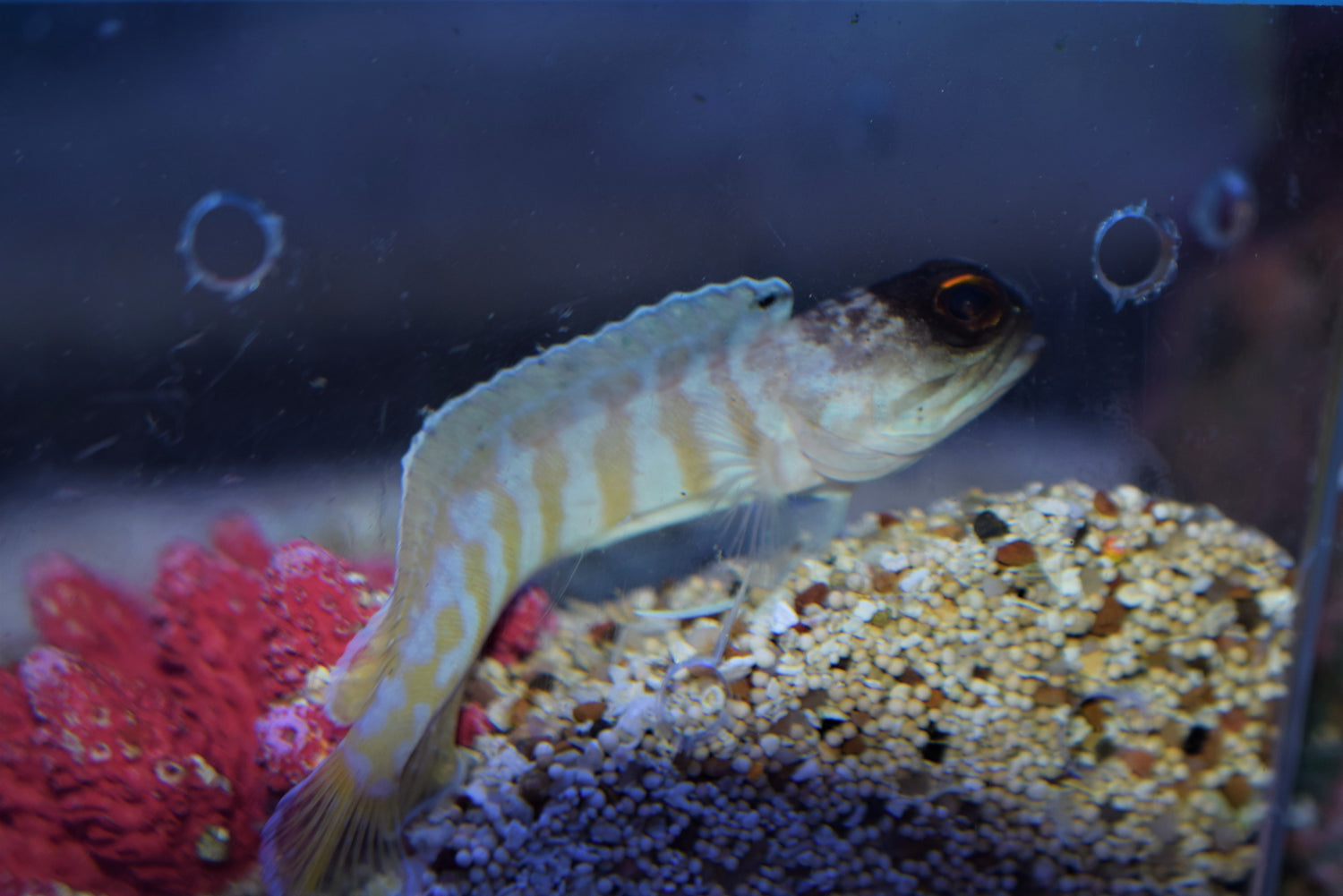 Tiger Jawfish