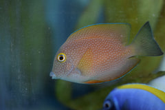 Truncatus Tang