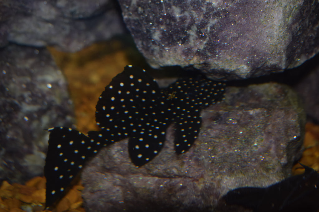 Vampire Pleco (L-240)