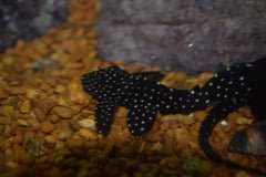 Vampire Pleco (L-240)