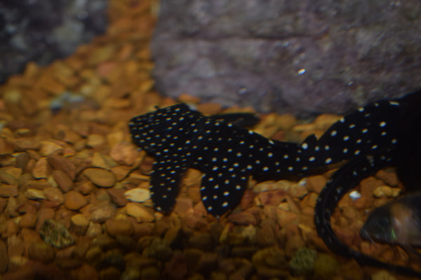 Vampire pleco shop care