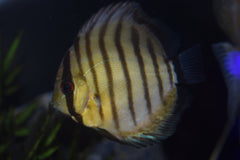 Wild Tefe Green Discus
