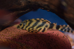 Xingu Vittata Pleco (L-015)