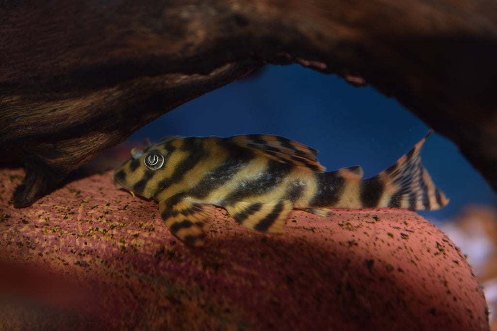 Xingu Vittata Pleco (L-015)