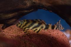 Xingu Vittata Pleco (L-015)