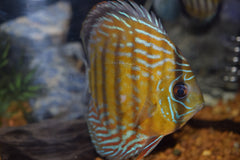 Wild Blue Uatuma Discus