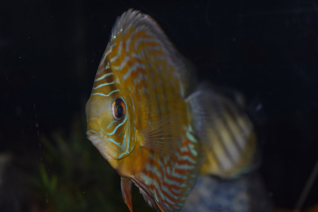 Wild Blue Uatuma Discus