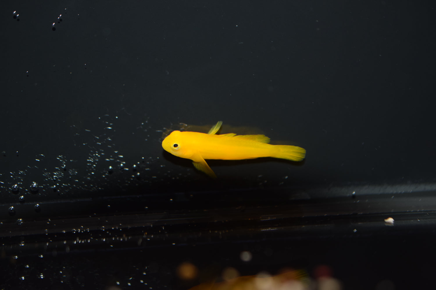 Yellow Clown Goby