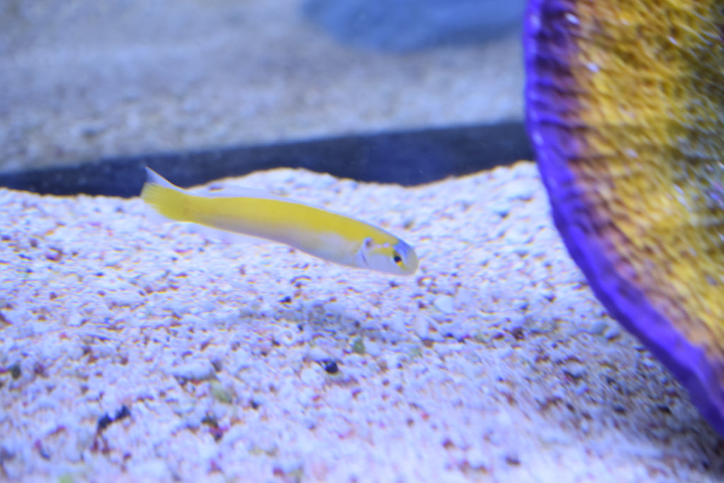 Yellow Tilefish