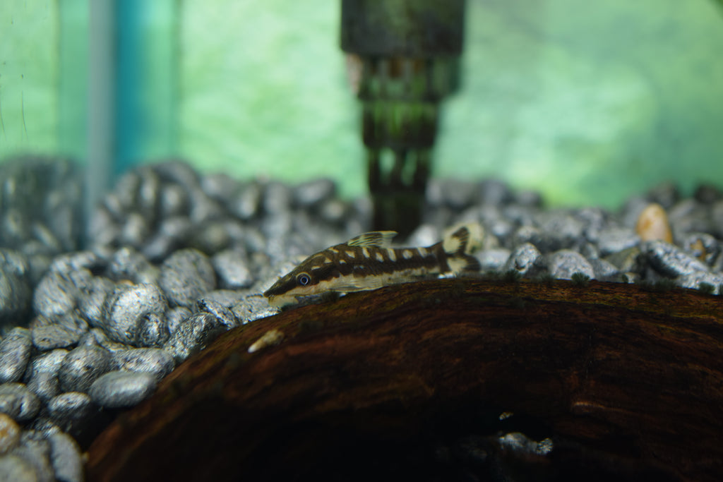 Zebra Otocinclus