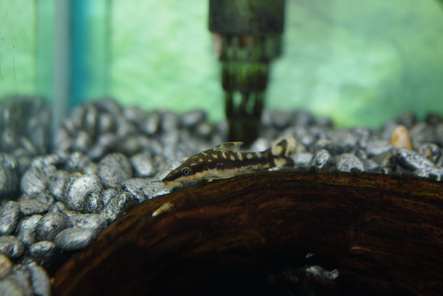 Zebra Otocinclus