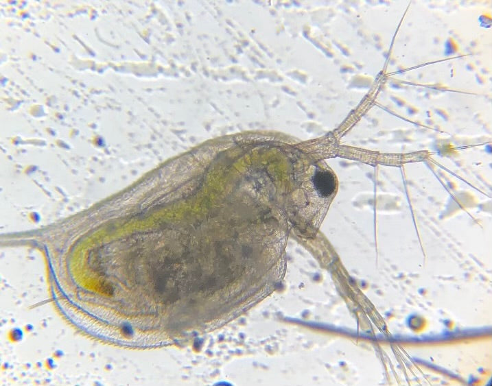 Daphnia - The Best Freshwater Food?