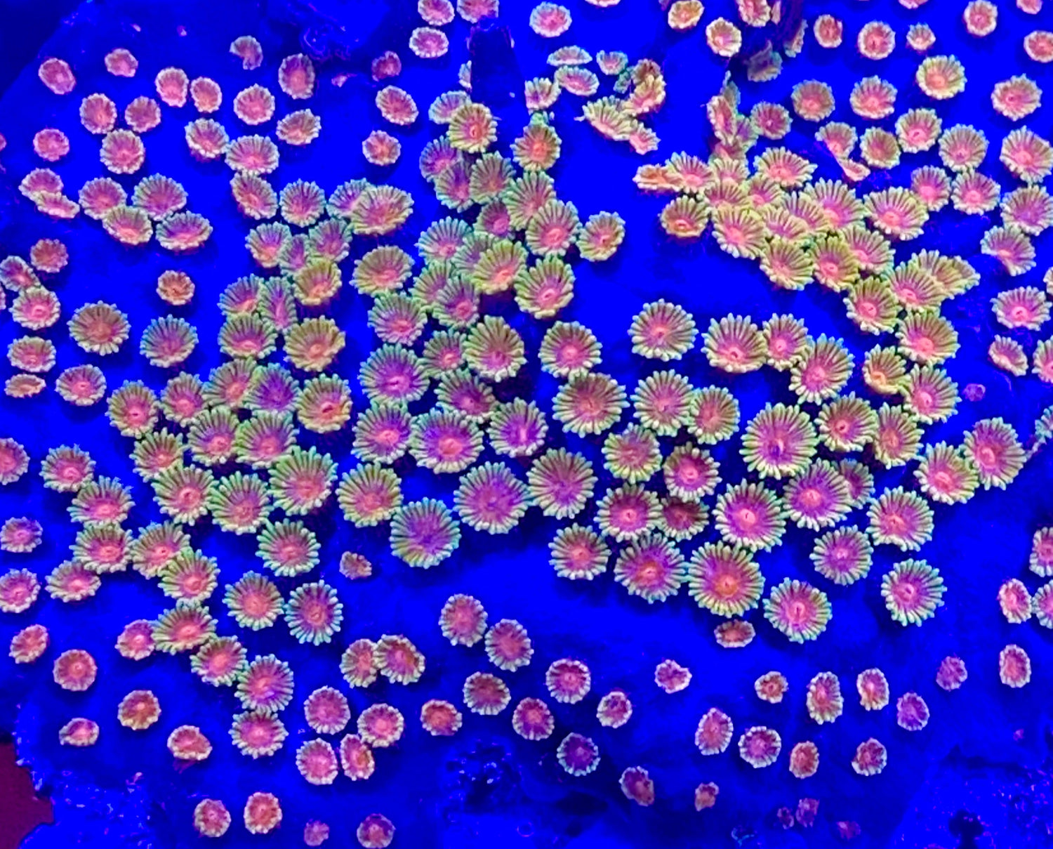 Bizarro Cyphastrea