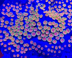 Bizarro Cyphastrea