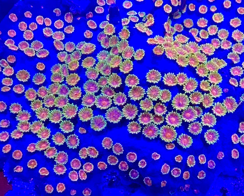 Bizarro Cyphastrea