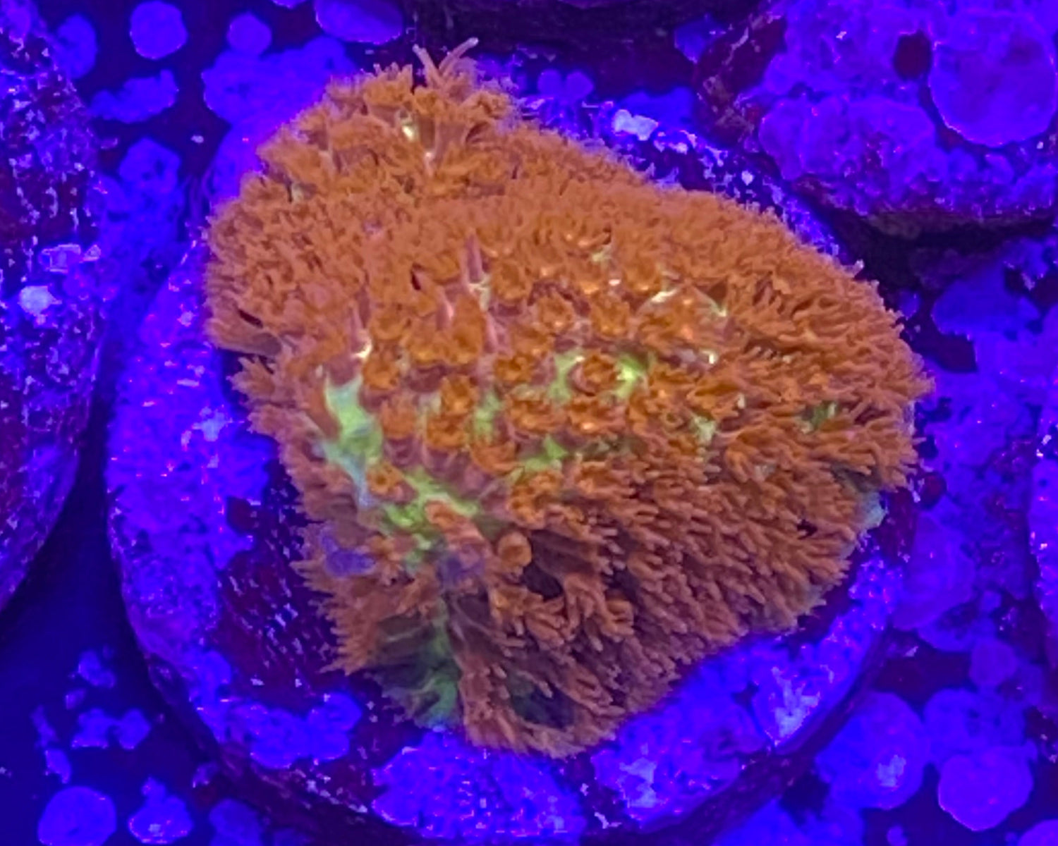 Burning Banana Stylocoeniella
