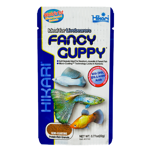 Fancy Guppy