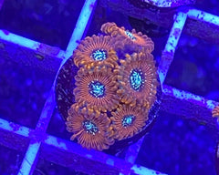 Magician Zoanthid