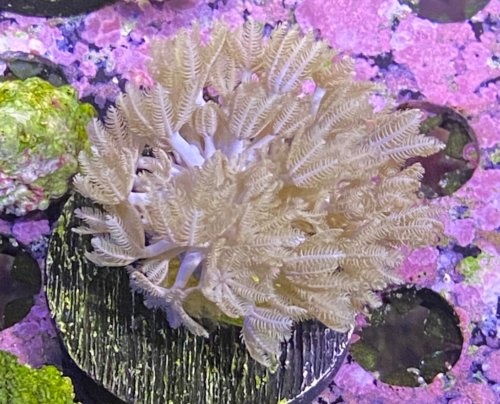Pulsing Xenia