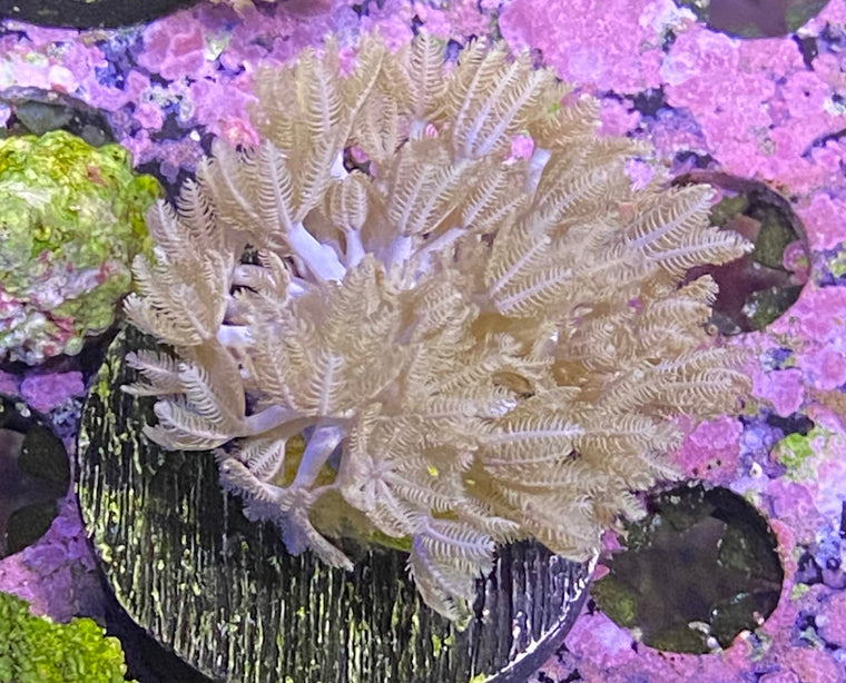 Pulsing Xenia