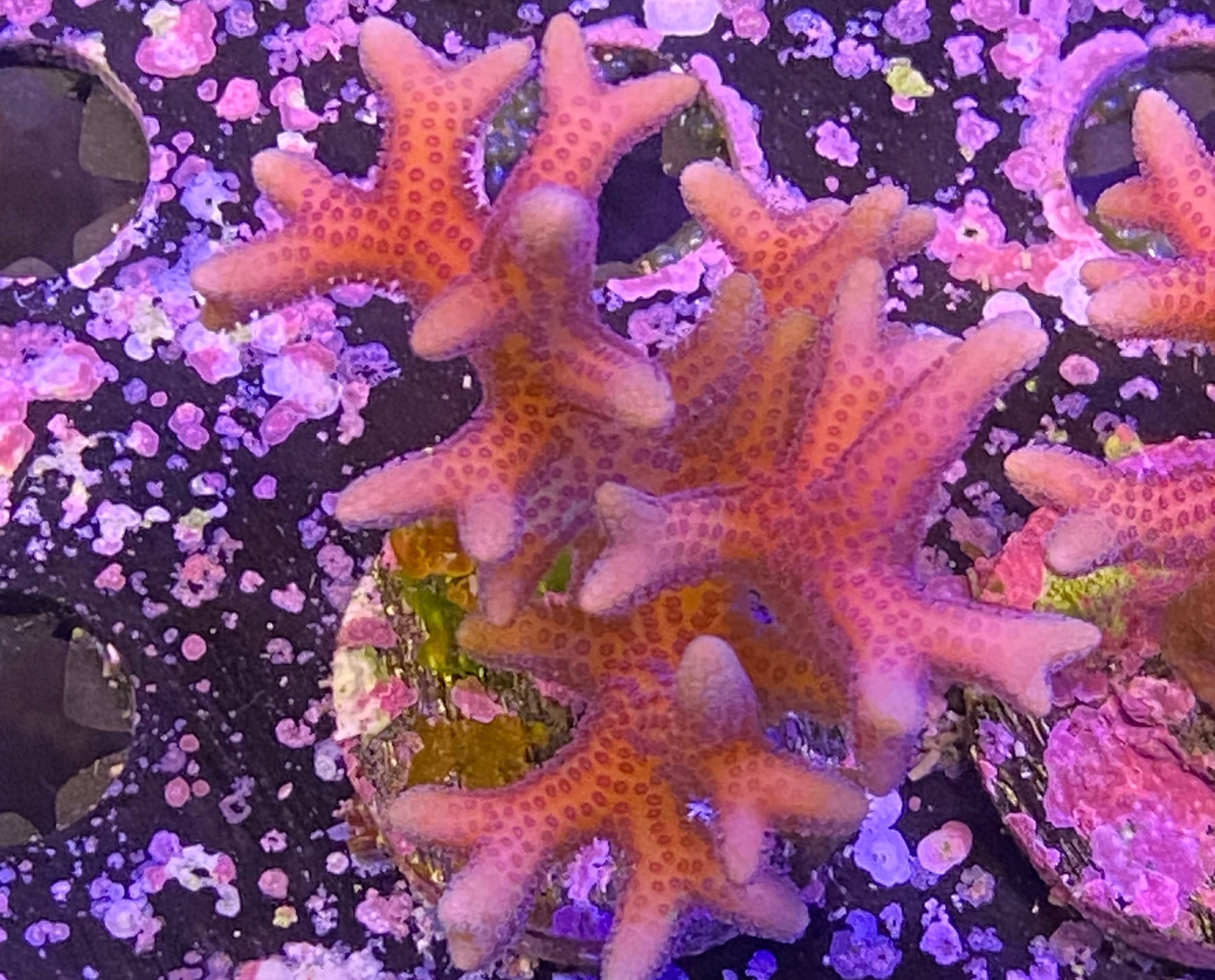Pink Seriatopora