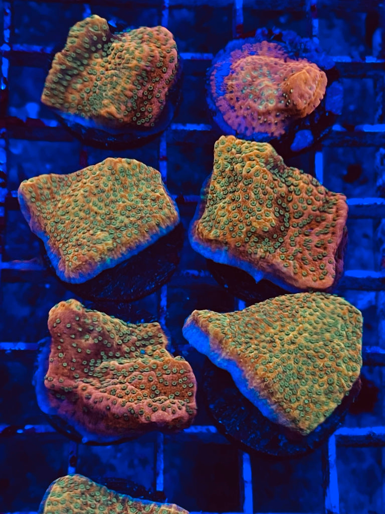 Tropic Thunder Montipora